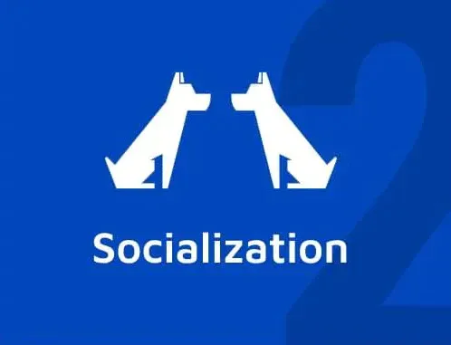 Socialization training