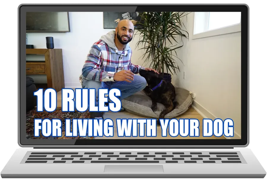 10 Rules to Prevent Your Dog From Destroying Your House