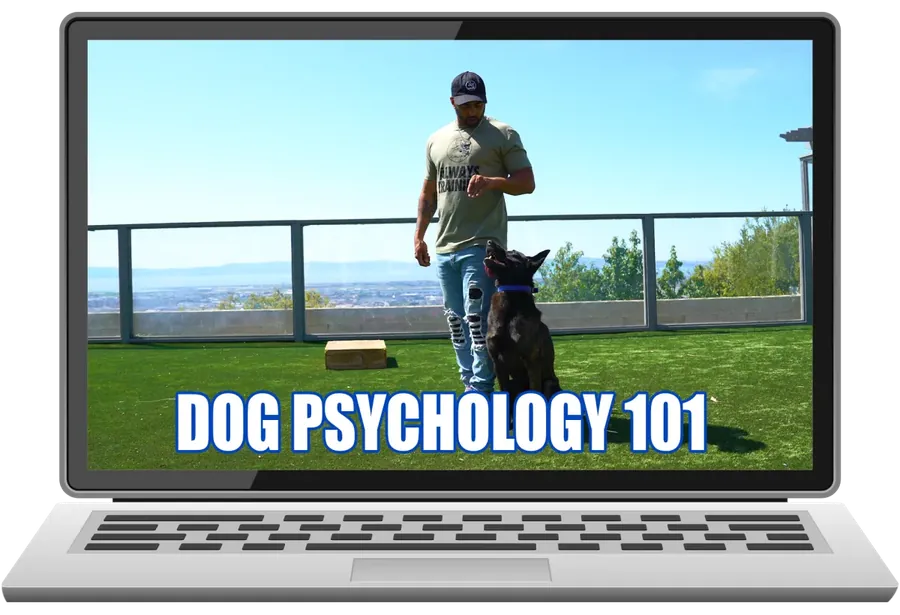 Dog Psychology 101